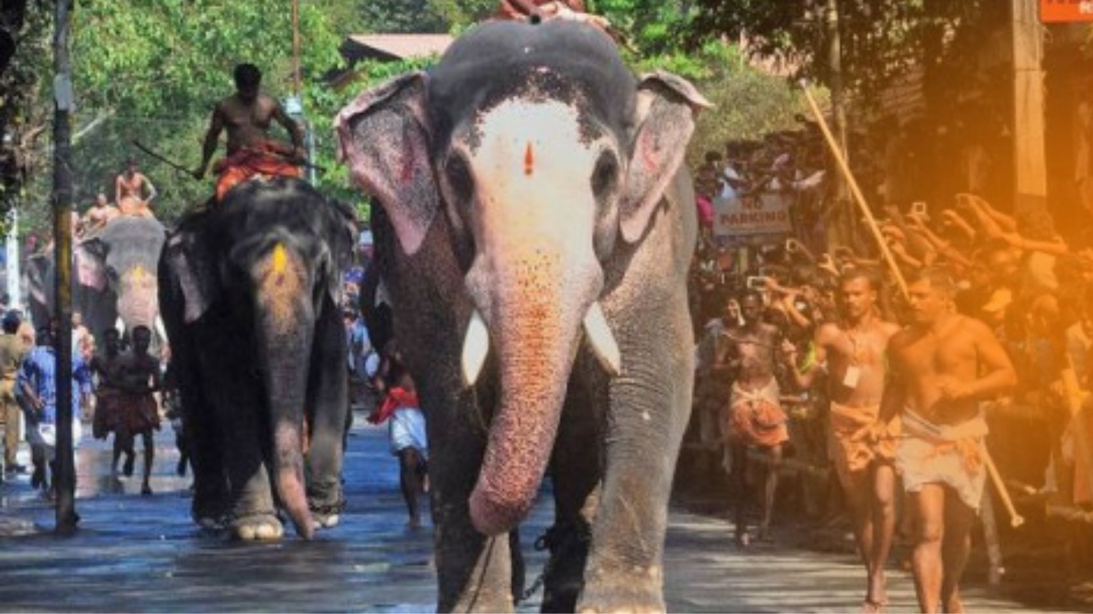 Famous temple elephants at Guruvayoor