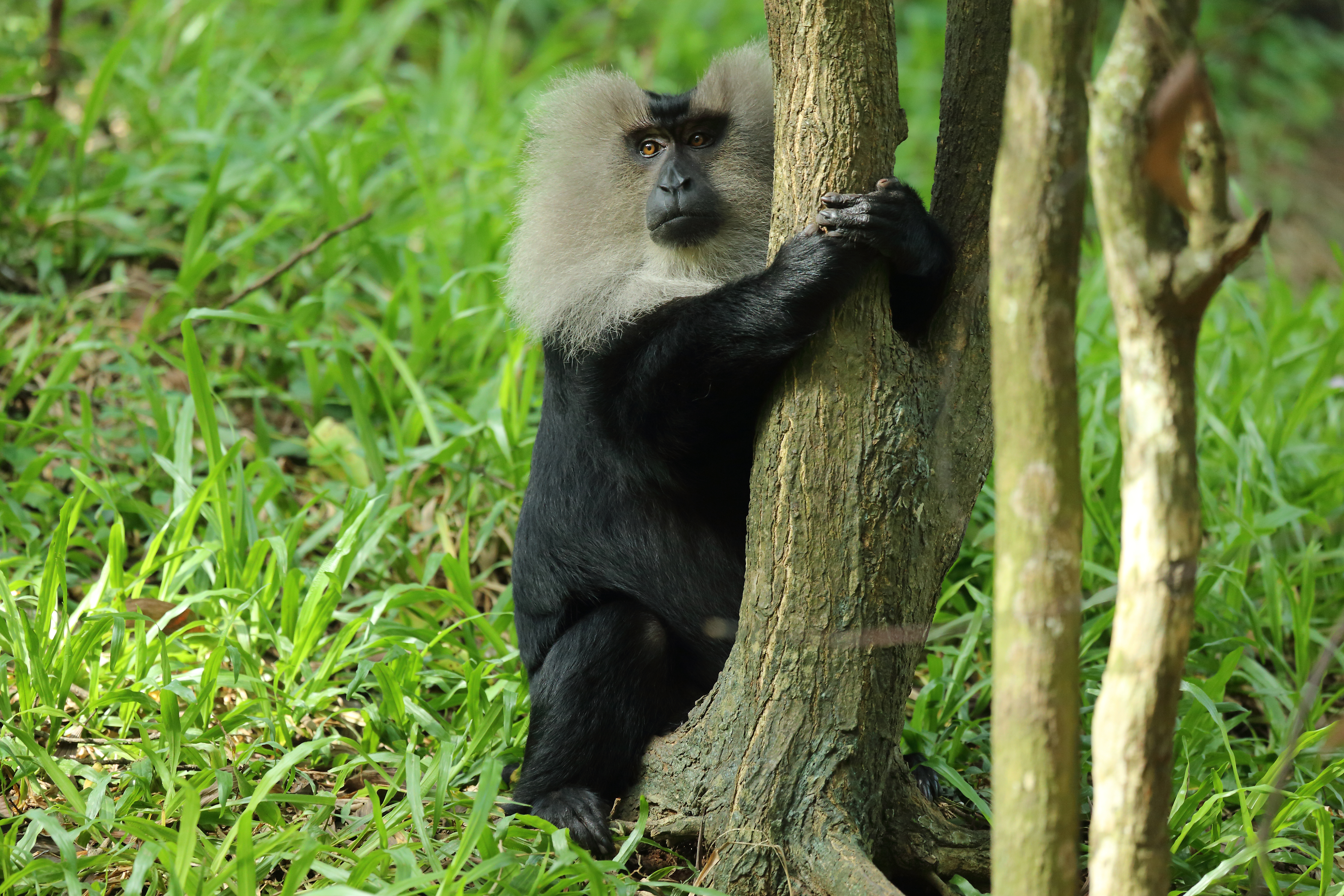 Lush greenery and landscaped gardens of the historic Trivandrum Zoo